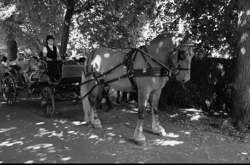 balade location caleche oise1