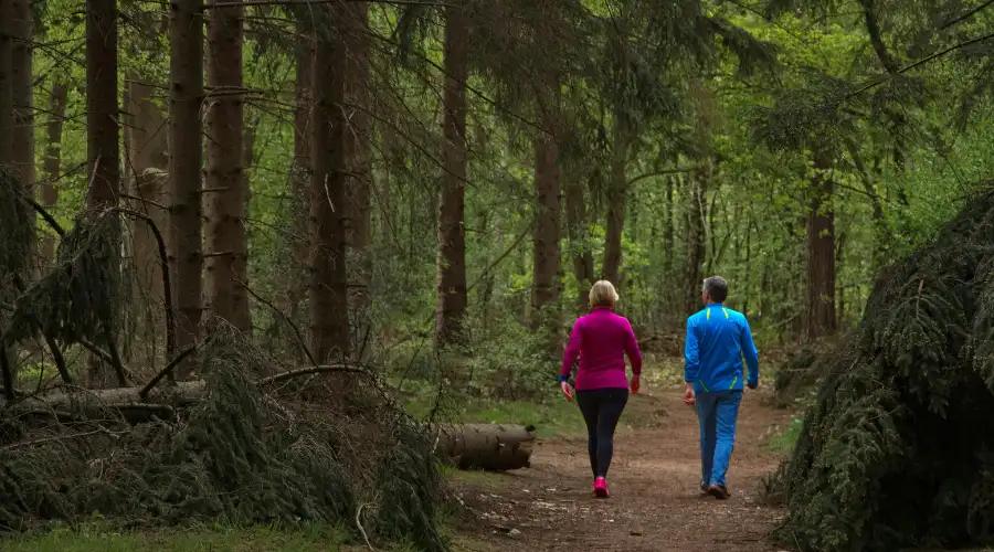 balade en foret dans l oise
